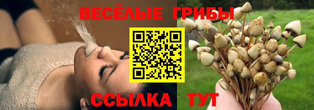 Псилоцибиновые грибы Psilocybe  Грязи  Галлюциногенные грибы Psilocybe 